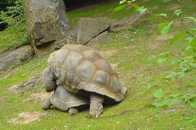 Stellung schildkröten Schildkröten